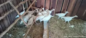 Turkey Poults for Sale