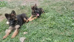 1-3 months Male Purebred German Shepherd