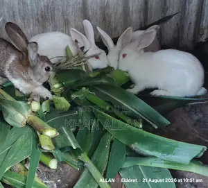 Rabbits for Sale