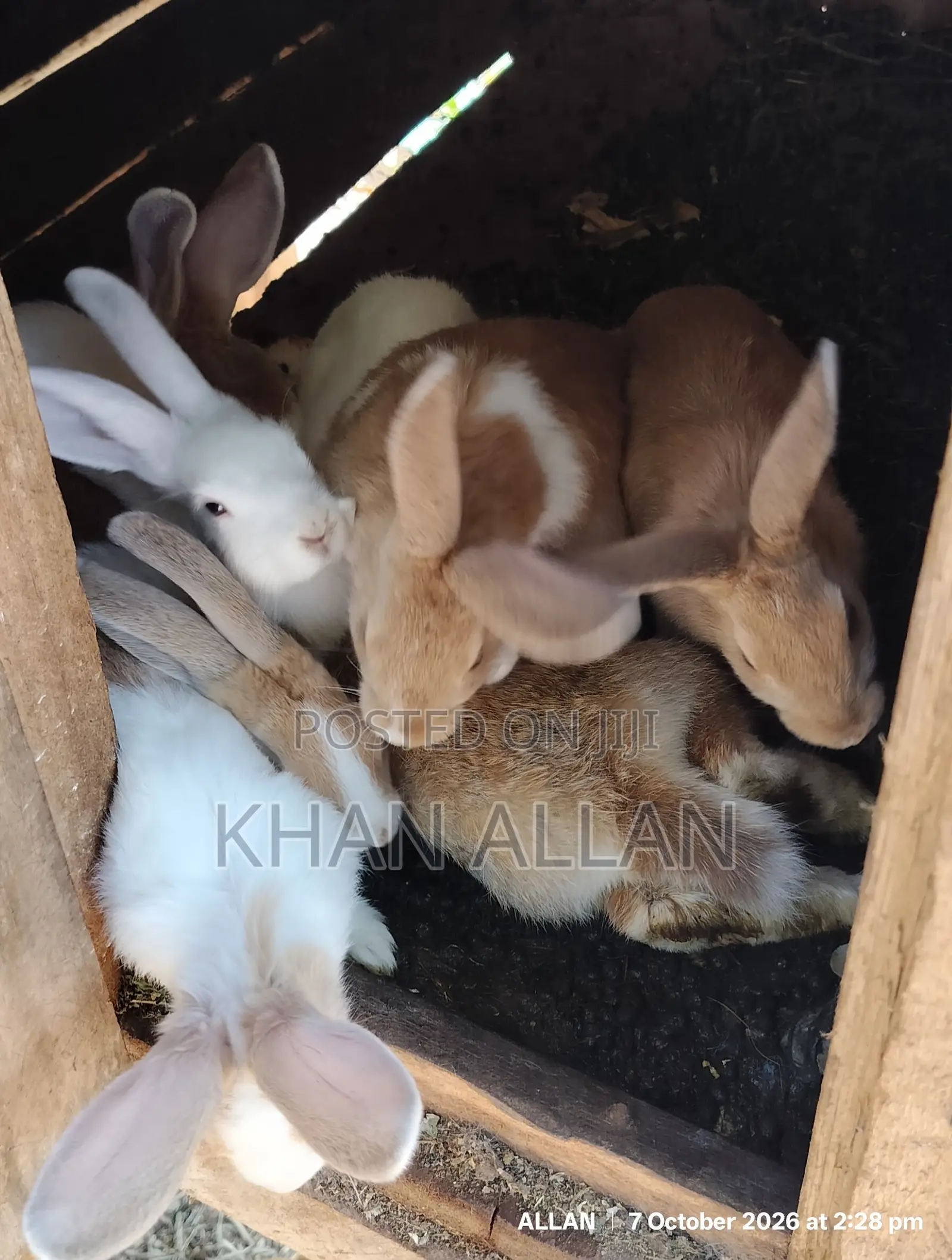 Rabbits for Sale
