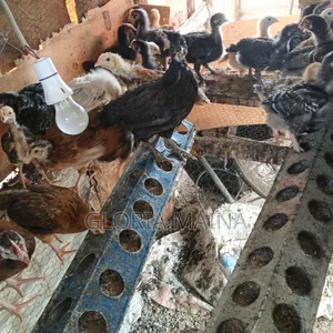 One Month Old Sasso and Kienyeji Chicks