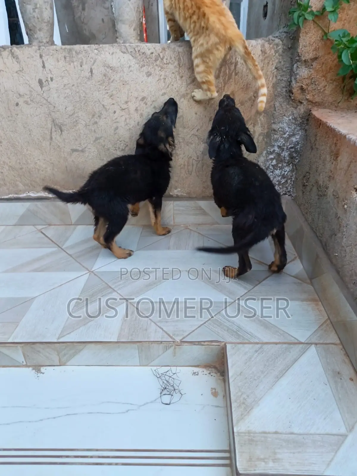 3-6 months Male Purebred German Shepherd