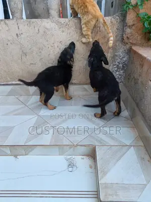 3-6 months Male Purebred German Shepherd