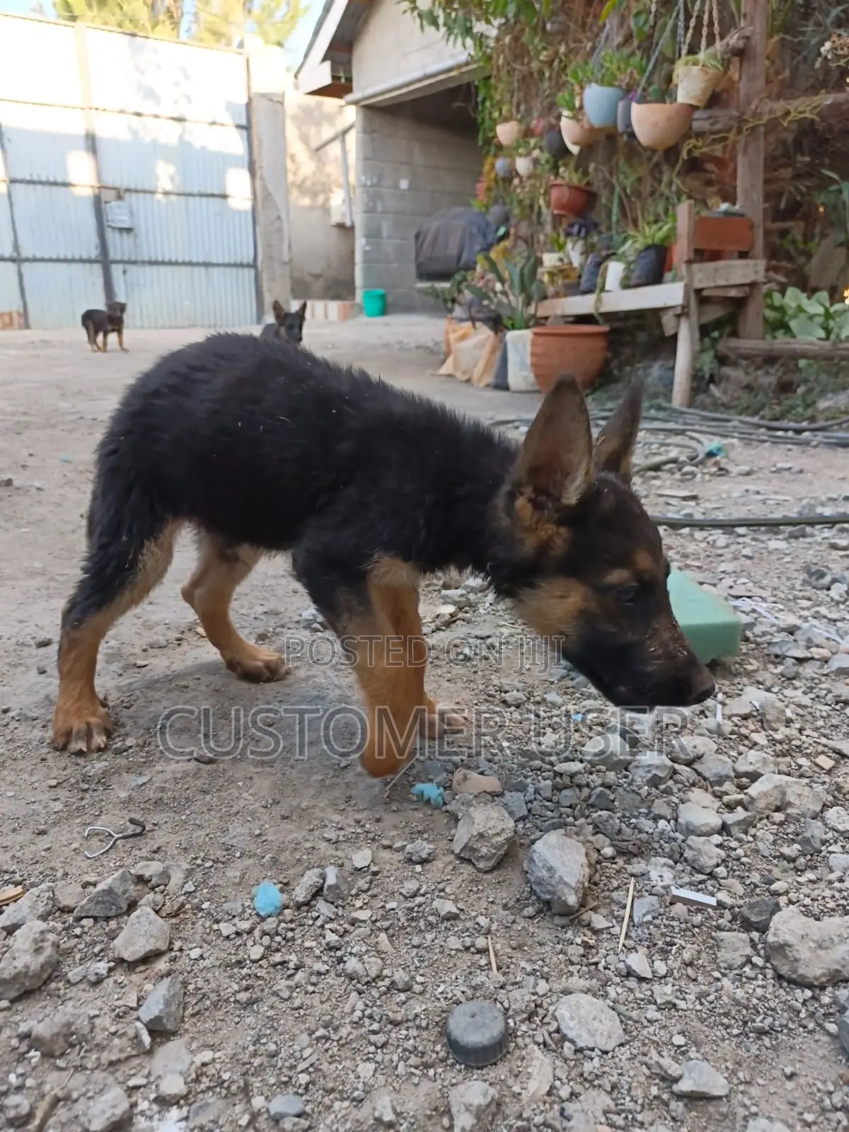 3-6 months Male Purebred German Shepherd