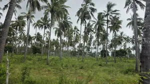 Prime 12acres for Sale in Kilifi Tezo