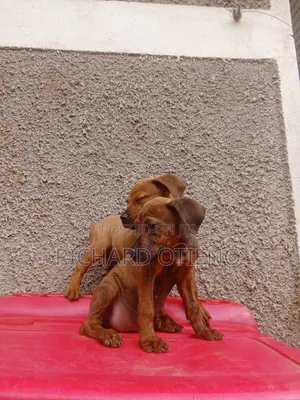 1-3 months Male Purebred German Shepherd