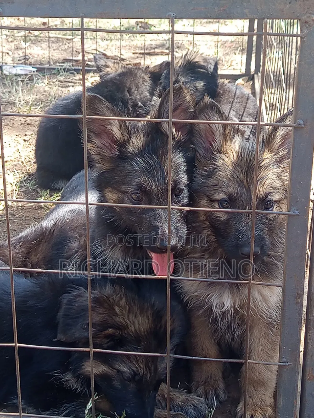 1-3 months Female Purebred German Shepherd