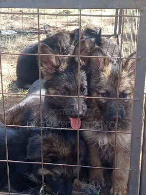 1-3 months Female Purebred German Shepherd