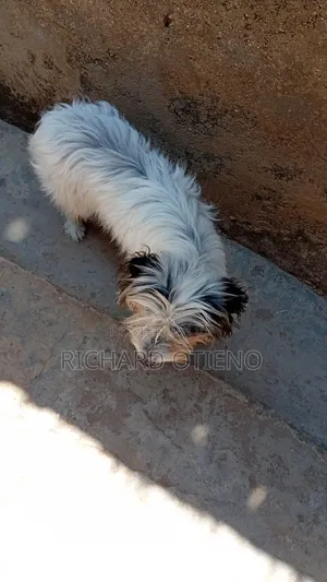 3-6 months Male Purebred Havanese