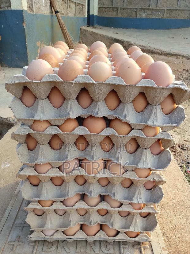 Fertilized Eggs. Improved Kienyeji