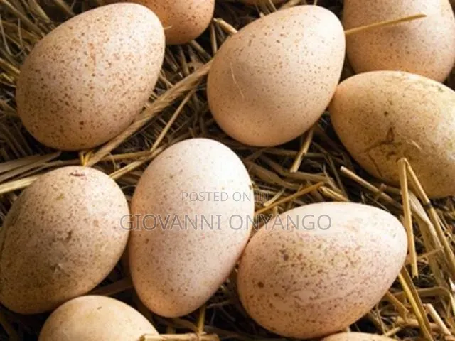 Fertilized Turkey Eggs