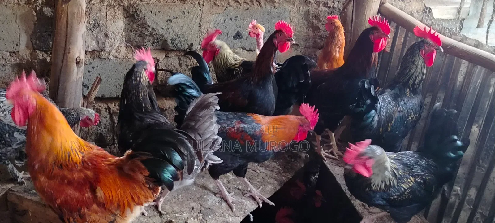 Kienyeji Chicken for Sale
