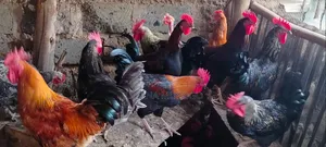 Kienyeji Chicken for Sale