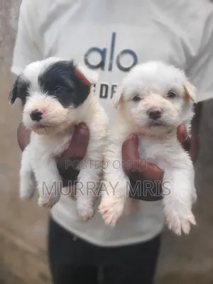1-3 months Female Purebred Havanese