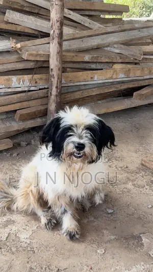 3-6 months Female Mixed Breed Maltese