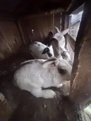 Rabbits & Bunnies