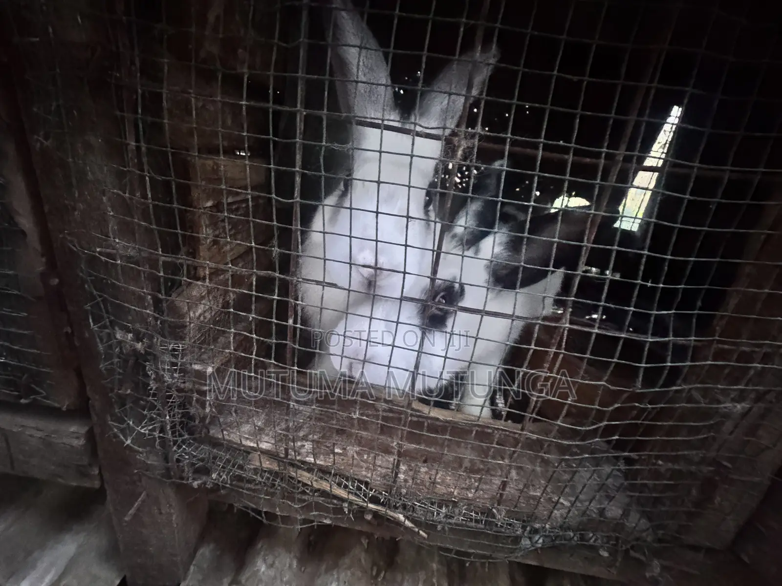 Rabbits & Bunnies