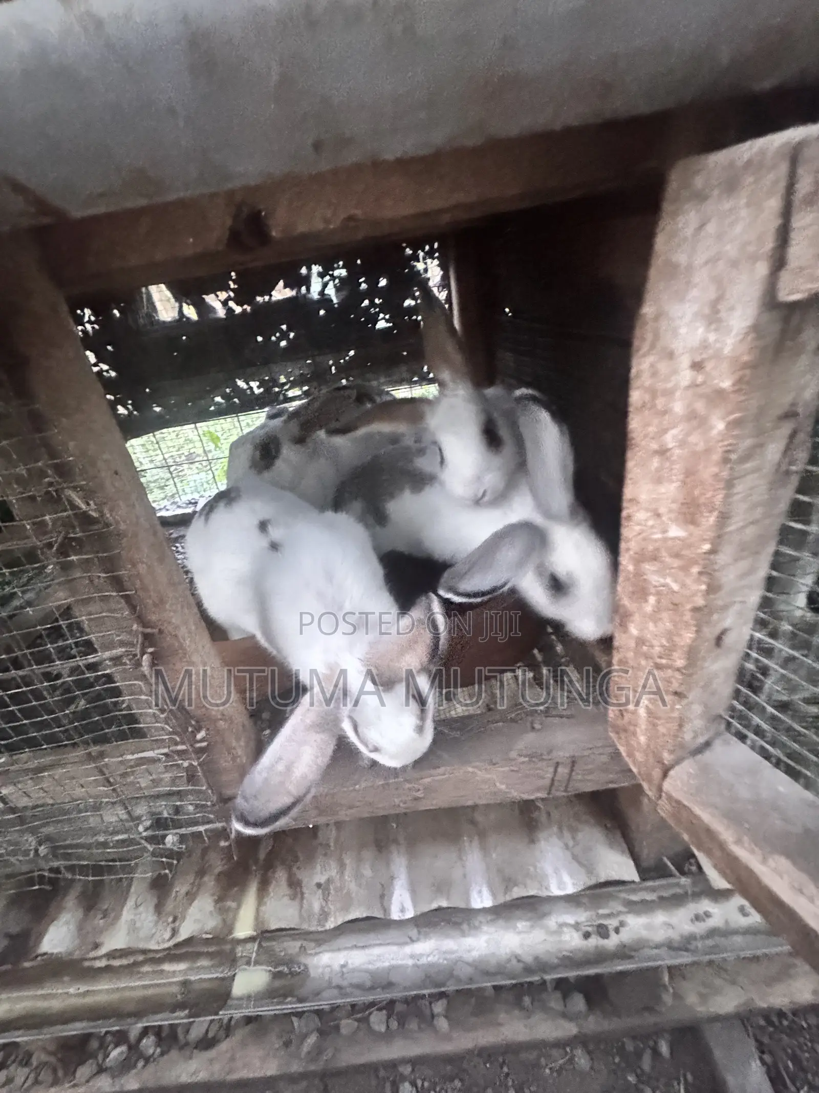 Rabbits & Bunnies