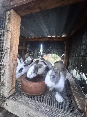 Rabbits & Bunnies
