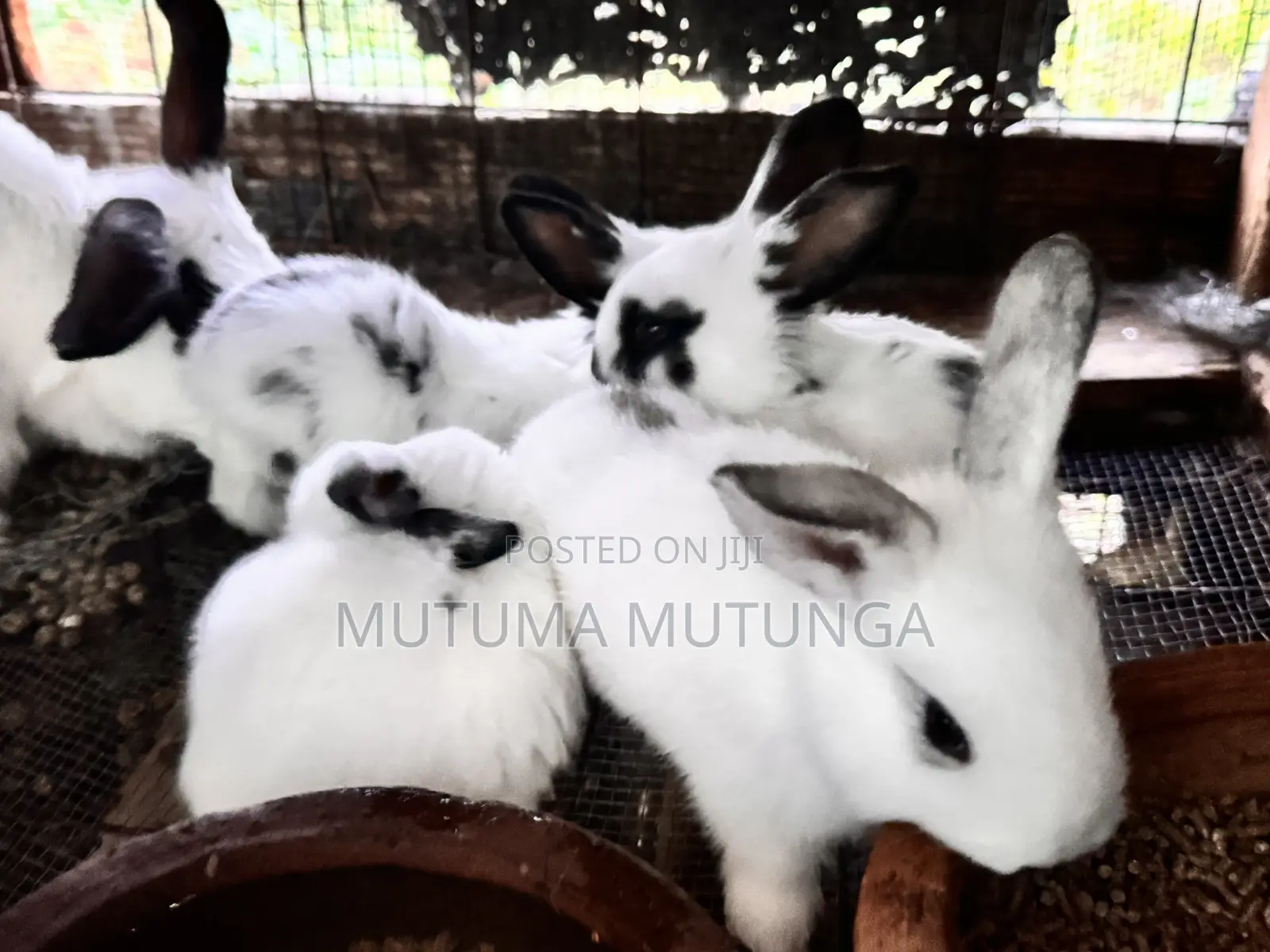 Rabbits & Bunnies