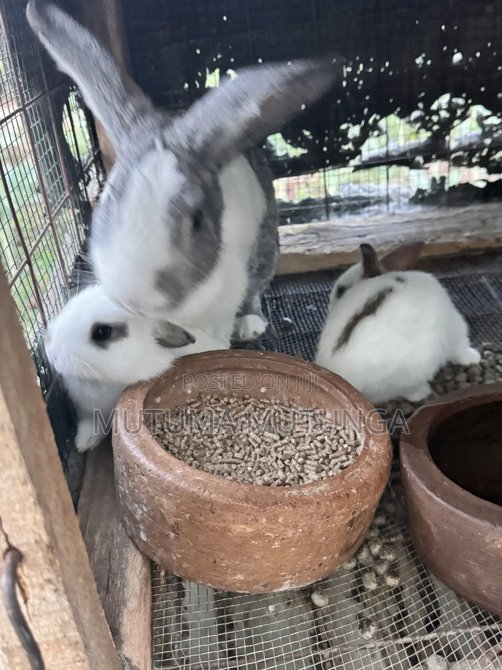 Rabbits & Bunnies