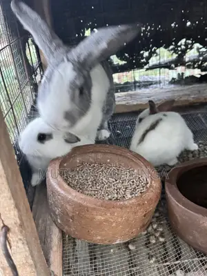 Rabbits & Bunnies