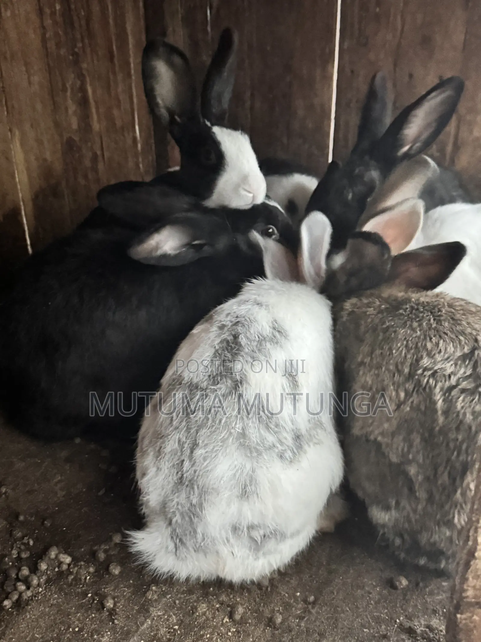 Rabbits & Bunnies