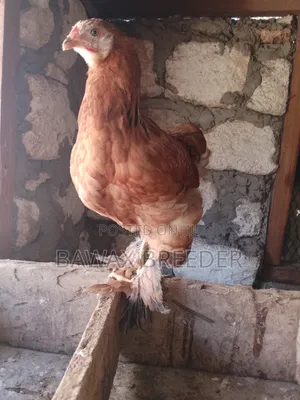 4 Months Old Brahma Chicken 4 Sale With Huge Body Price Is Negotiable