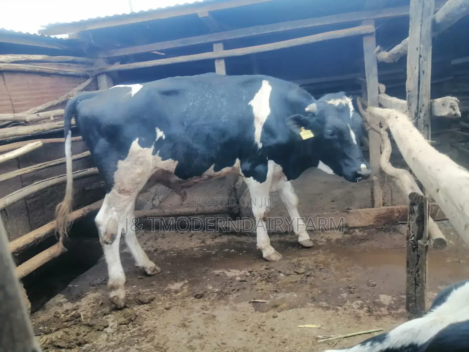 Bullying Heifer