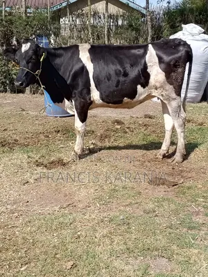Frashian Cow