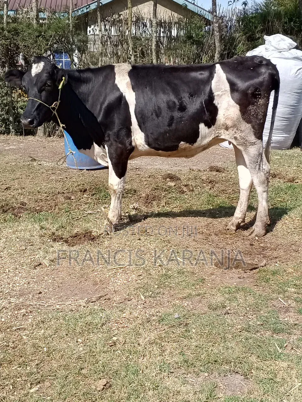 Frashian Cow