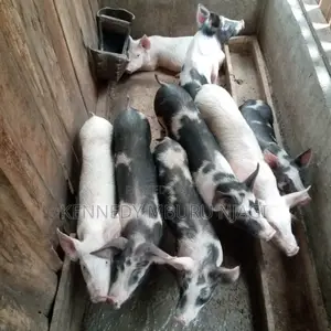 Eight Piglets (Duroc & Large-White Crossbreed)