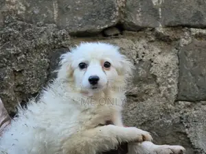 1-3 months Female Purebred Japanese Spitz