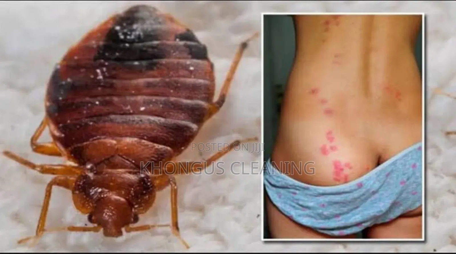Fumigation Services Kisumu,Homabay