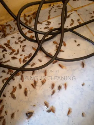 Fumigation Services Kisumu,Homabay