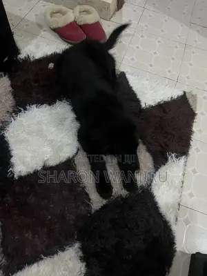 1-3 months Male Mixed Breed Golden Retriever