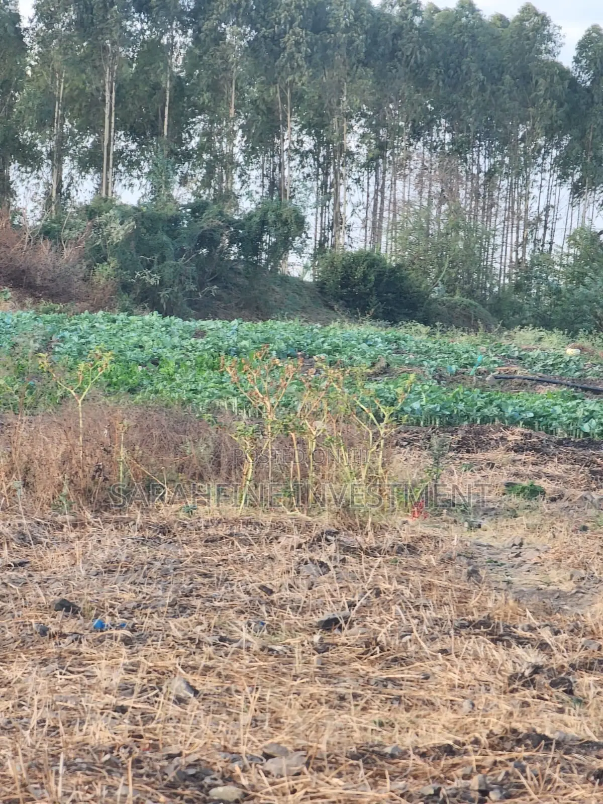 Plot for Sale
