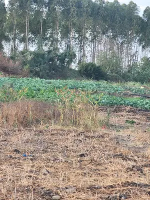 Plot for Sale
