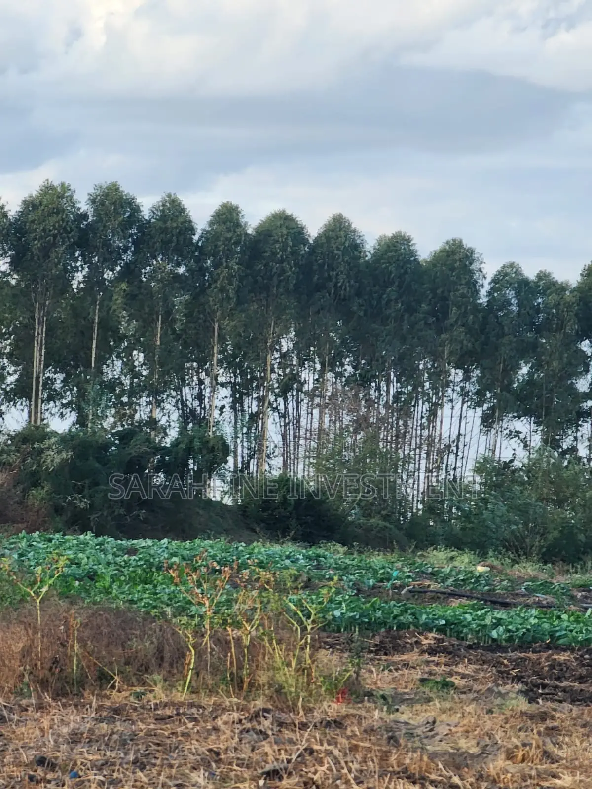 Plot for Sale