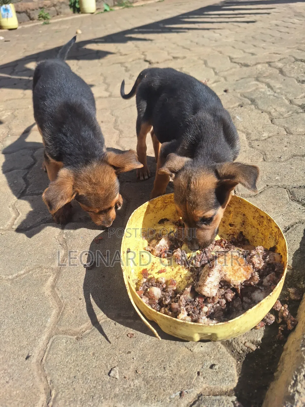 1-3 months Male Mixed Breed German Shepherd