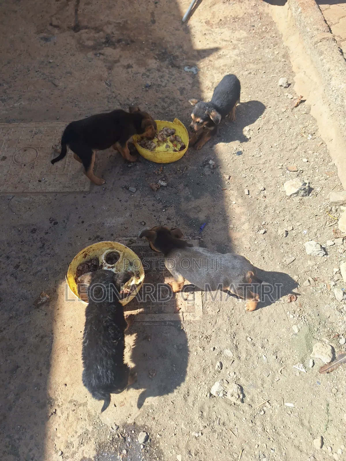 1-3 months Male Mixed Breed German Shepherd