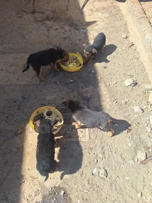 1-3 months Male Mixed Breed German Shepherd