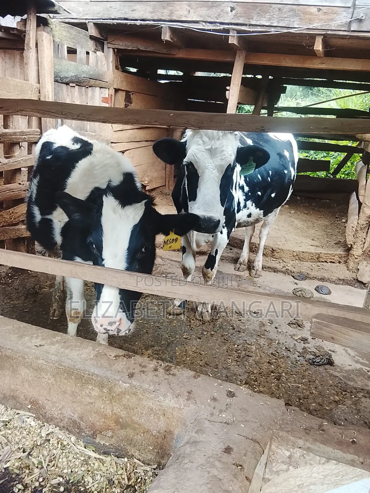 Beth Dairy Farm