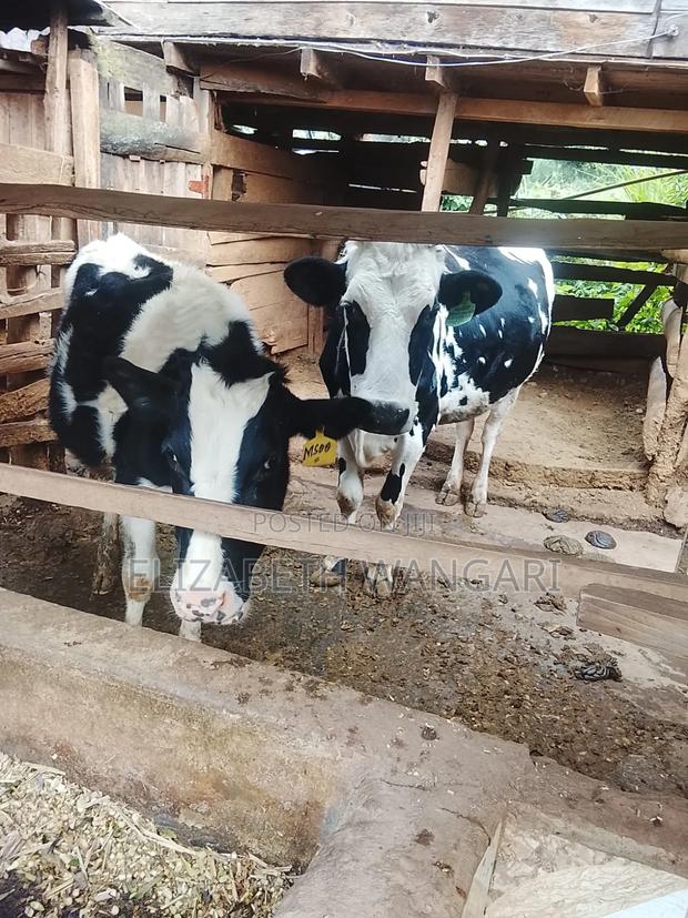 Beth Dairy Farm - main view