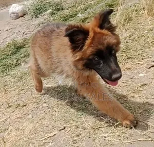 1-3 months Male Purebred German Shepherd