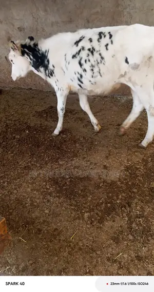 Pure Pedigree Calf
