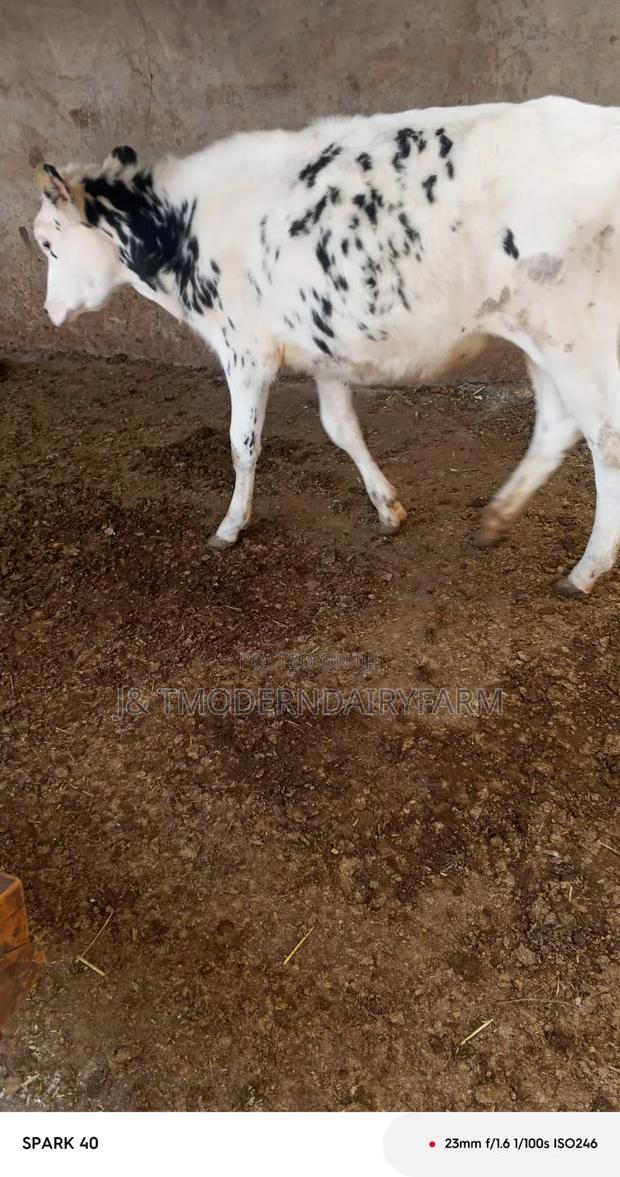 Pure Pedigree Calf