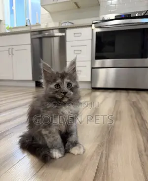 1-3 months Female Purebred Maine Coon