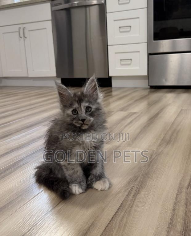 1-3 months Female Purebred Maine Coon