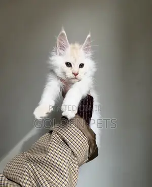 1-3 months Male Purebred Maine Coon